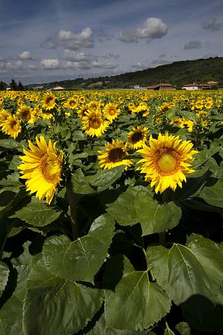 014 Zonnebloemveld.jpg